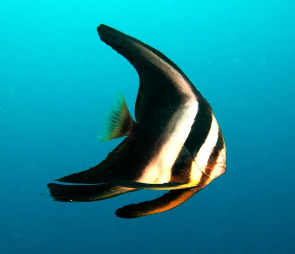 Árnyékos Batfish Más Néven Platax Pinnatus Boracay Island Fülöp Szigetek — Stock Fotó