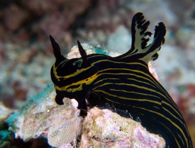 Bir Roboastra Luteolineata çıplaklığı kayalıklarda sürünüyor Boracay Adası Filipinleri