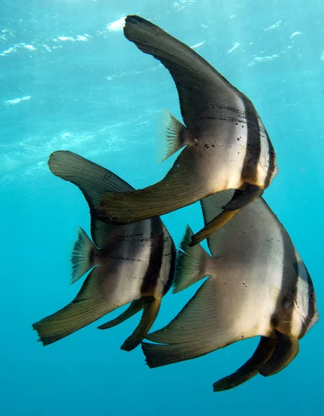 Platax pinnatus Boracay Adası Filipinleri olarak da bilinir.