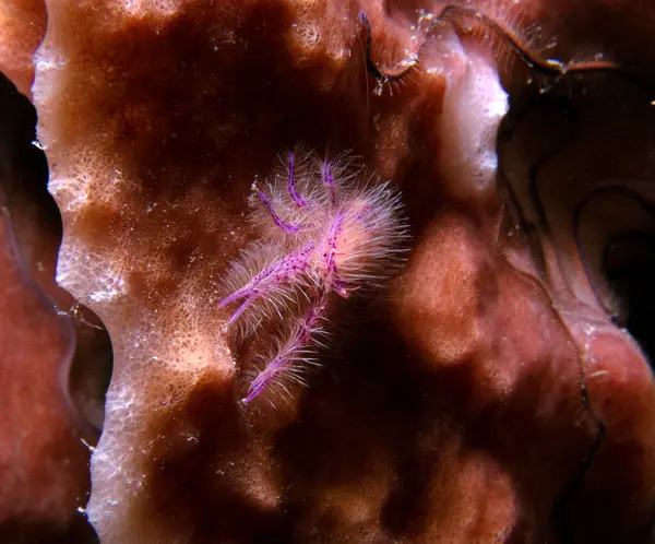 Pembe tüylü ıstakoz. Boracay Adası Filipinleri 'nde yengeç olarak da bilinir.