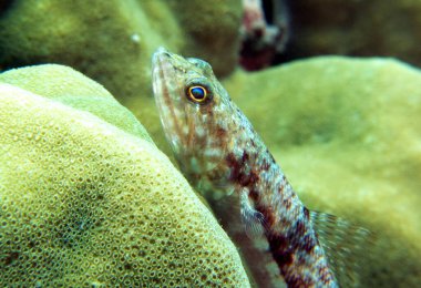 Bir kum kertenkelesi kayalıklarda dinleniyor Boracay Adası Filipinleri