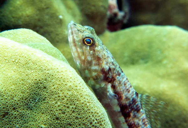 Bir kum kertenkelesi kayalıklarda dinleniyor Boracay Adası Filipinleri