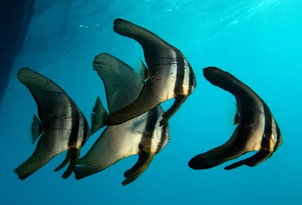 Platax pinnatus Boracay Adası Filipinleri olarak da bilinir.