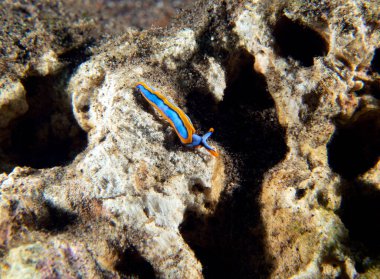 Bir Thuridilla Lineolata çıplak dalışı Dauin Filipinleri 'nde kayalarda sürünüyor.