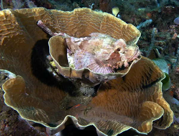 Бородатый Скорпион Покоящийся Коралловом Дауне Филиппины — стоковое фото