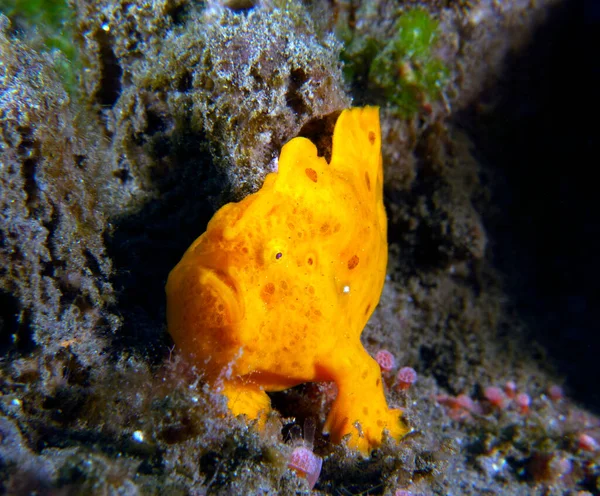 Een Kleine Oranje Frogfish Koralen Dauin Philippines — Stockfoto