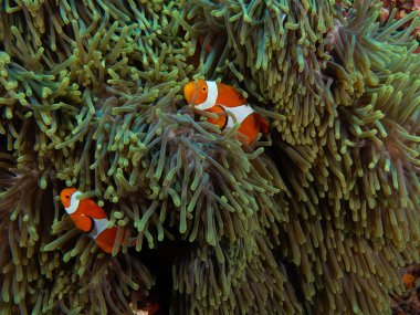 Boracay Adası Filipinleri 'nde sahte palyaço balığı çifti.