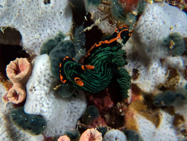 Yumuşak mercanlar üzerinde sürünen bir Nembrotha Kubaryana çıplak dalışı Boracay Adası Filipinleri