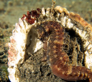 Bir deniz atı kabuğun üzerinde dinleniyor Dauin Filipinleri