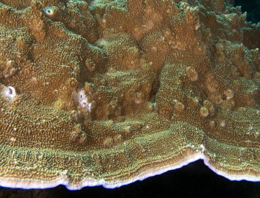 Bir Funnel mercan Apo Adası Filipinlerinin yakın görüntüsü