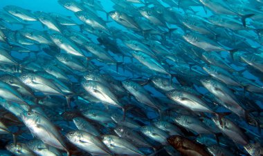 Trevally Apo Adası Filipinleri 'nde bir okul