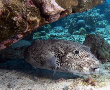 Mercan Apo Adası Filipinleri 'nin altında istirahat eden kirpi balığı haritası
