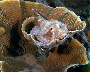 Bir Sakallı Akrep Balığı mercan Dauin Filipinlerinde dinleniyor.