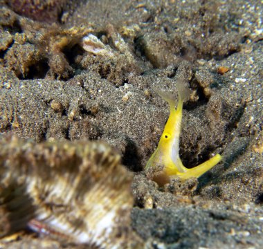 Yaprak burunlu moray yılanbalığı olarak da bilinen bir kurdele balığı.