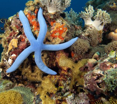 Sığ Apo Adası Filipinlerinde Mavi Deniz Yıldızı