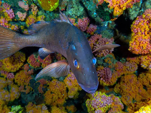Bir Snapper Apo Adası Filipinlerinde yüzüyor