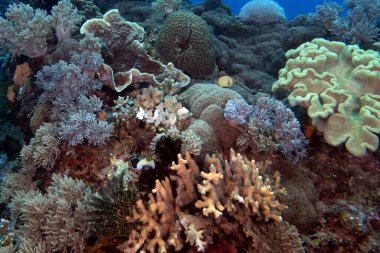 Apo Adası Filipinlerinde sığ bir resifte mantar derisi bir mercan.