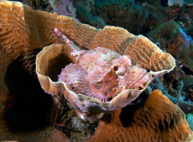 Bir Sakallı Akrep Balığı mercan Dauin Filipinlerinde dinleniyor.