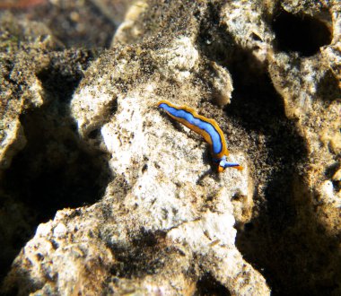 Bir Thuridilla Lineolata çıplak dalışı Dauin Filipinleri 'nde kayalarda sürünüyor.