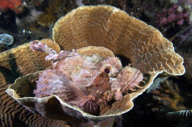 Bir Sakallı Akrep Balığı mercan Dauin Filipinlerinde dinleniyor.