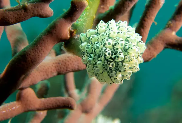 Oxycorynia fascicularis, Ascidian Boracay Adası Filipinleri olarak da bilinir.