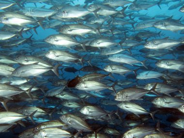 Trevally Apo Adası Filipinleri 'nde bir okul