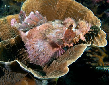 Bir Sakallı Akrep Balığı mercan Dauin Filipinlerinde dinleniyor.