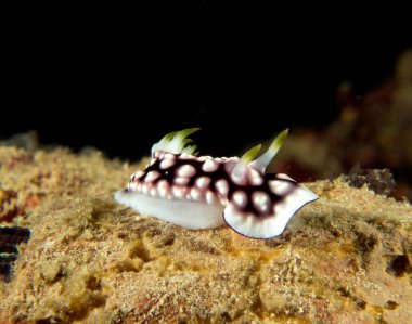 Yumuşak mercan Boracay Adası Filipinlerinde sürünen bir Goniobranchus geometriksi.