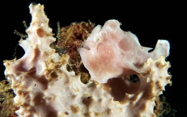 Yumuşak bir mercan Boracay Adası Filipinlerinde küçük beyaz bir kurbağa balığı.