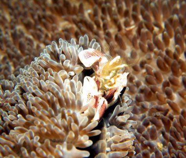 Boracay Adası Filipinlerinde bir porselen yengeç