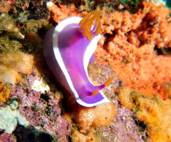 Yaprak burunlu moray yılanbalığı olarak da bilinen bir kurdele balığı.