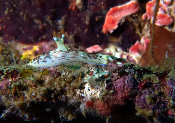 stock image A Nembrotha Lineolata nudibranch crawling on a wreck Boracay Island Philippines