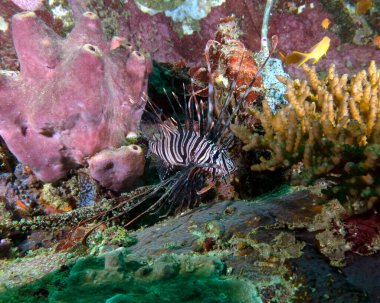 Luna Aslan Balığı, Pterois Lunulata Boracay Adası Filipinleri olarak da bilinir.