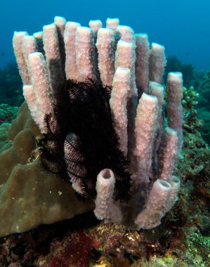 Kallypilidion sp also known as Tube sponges Boracay Island Philippines