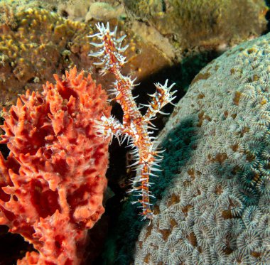 Sığ bir resif olan Dauin Filipinlerinde süslü bir hayalet boru balığı.