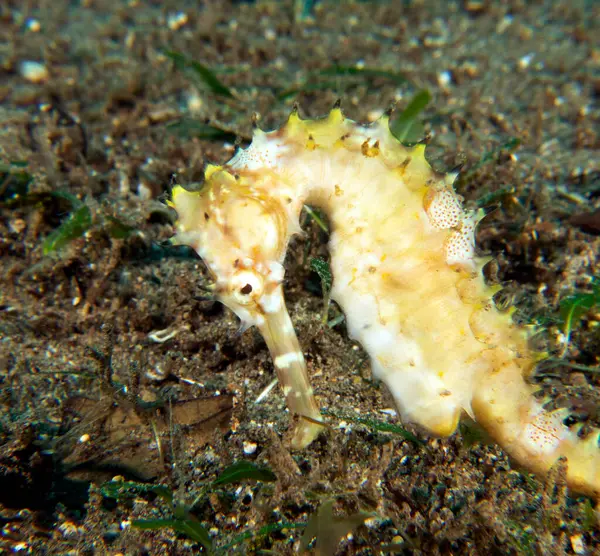 Kum üzerinde sarı bir deniz atı Dauin Filipinleri