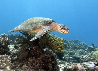Bir Şahin gagalı kaplumbağa sığ bir Boracay Adası Filipinlerinde yüzüyor.