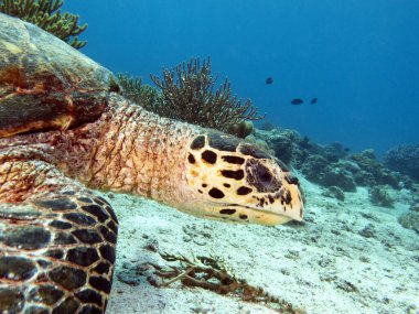 Bir Şahin gagalı kaplumbağa sığ bir Boracay Adası Filipinlerinde yüzüyor.