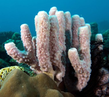 Kallypilidion sp also known as Tube sponges Boracay Island Philippines