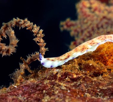 Yumuşak mercan Boracay Adası Filipinlerinde sürünen bir Pseudoceros Sp solucanı.