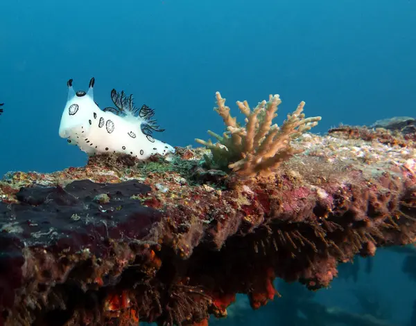 stock image A Jorunna funebris nudibranch crawling on a ship wreck Boracay Island Philippines