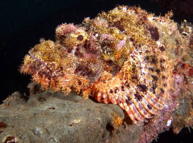 Sakallı Akrep Balığı Boracay Adası 'ndaki bir enkazda kamufle oldu.