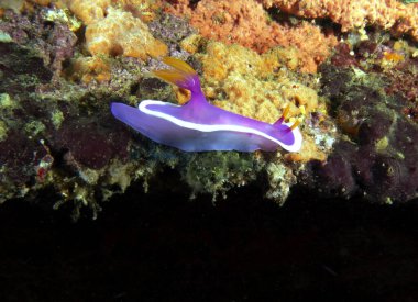 Yumuşak mercanlarda sürünen bir Hypselodoris apolegma çıplaklığı Boracay Filipinleri