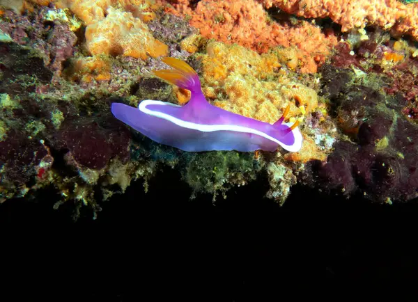 Yumuşak mercanlarda sürünen bir Hypselodoris apolegma çıplaklığı Boracay Filipinleri