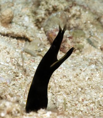 A Ribbon Eel also known as a Leaf-nosed moray Eel Boracay Island Philippines