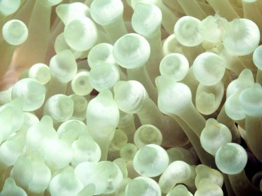 Beyaz baloncuk uçlu şakayık Boracay Adası Filipinleri