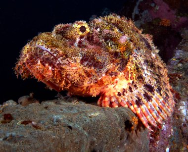 Sakallı Akrep Balığı Boracay Adası 'ndaki bir enkazda kamufle oldu.