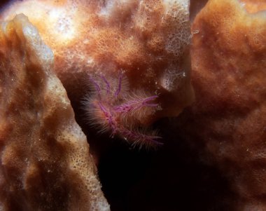 Pembe tüylü ıstakoz. Boracay Adası Filipinleri 'nde yengeç olarak da bilinir.