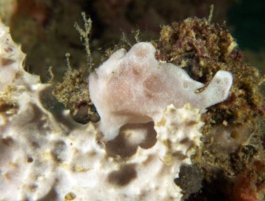 Yumuşak bir mercan Boracay Adası Filipinlerinde küçük beyaz bir kurbağa balığı.