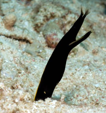 A Ribbon Eel also known as a Leaf-nosed moray Eel Boracay Island Philippines
